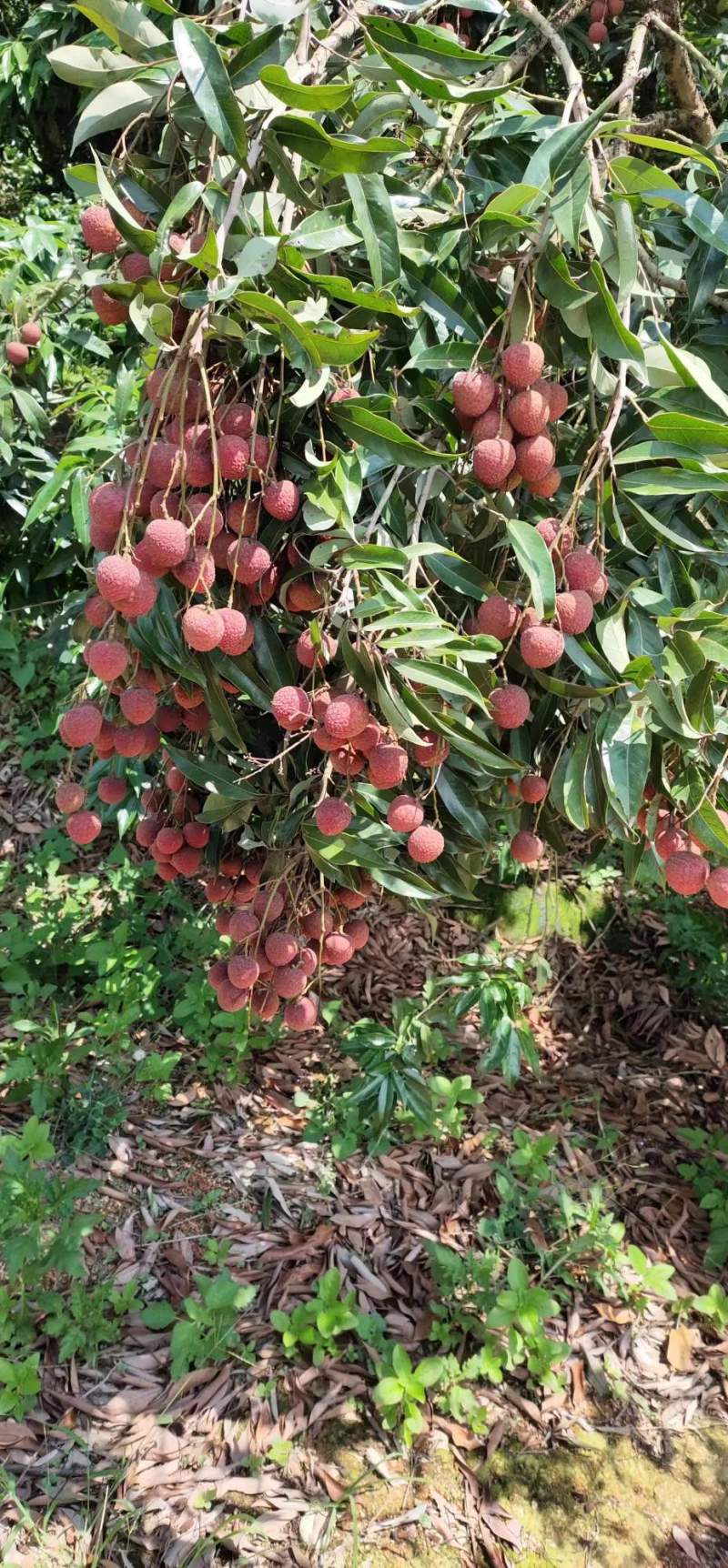 【推荐商家】茂名电白黑叶荔枝，专业代收代发货源充足优惠多