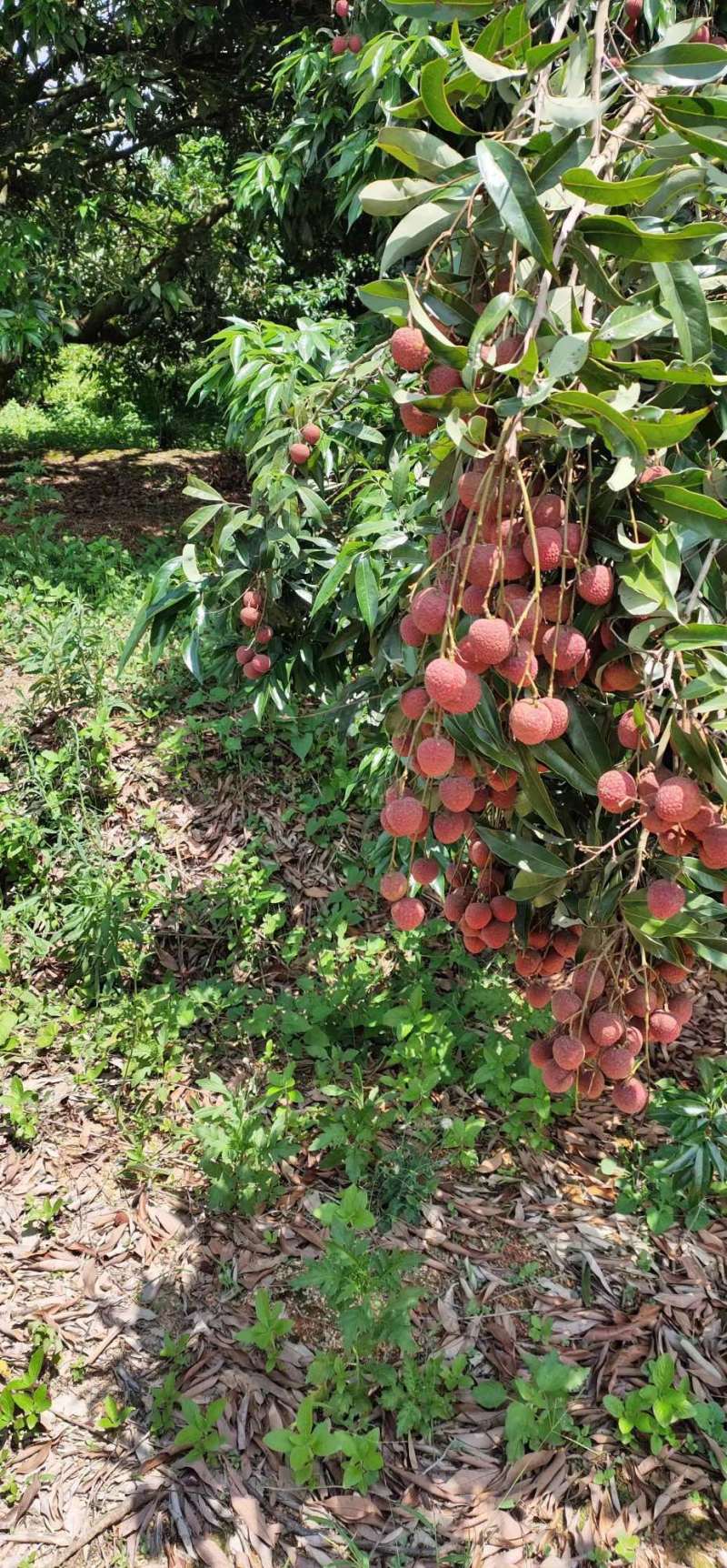 【推荐商家】茂名电白黑叶荔枝，专业代收代发货源充足优惠多