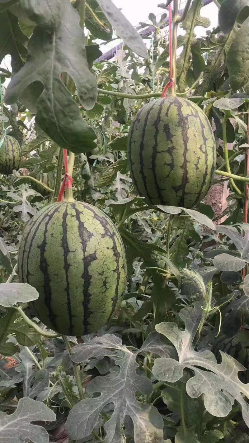 手撕小西瓜，全美2k承接电商微商全国发货