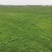 四季青草坪草坪草基地直发售后保障对接全国各地