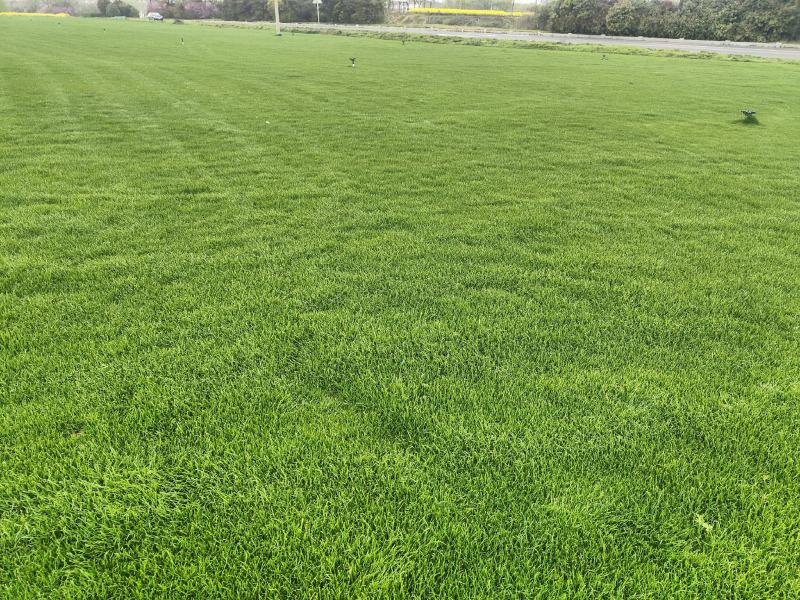 四季青草坪草坪草基地直发售后保障对接全国各地