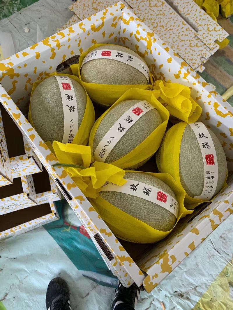 哈密瓜晓密25鲁厚甜网纹瓜货源足商超社团电商供