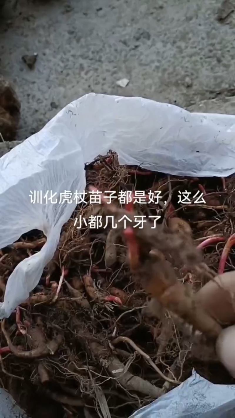虎杖苗