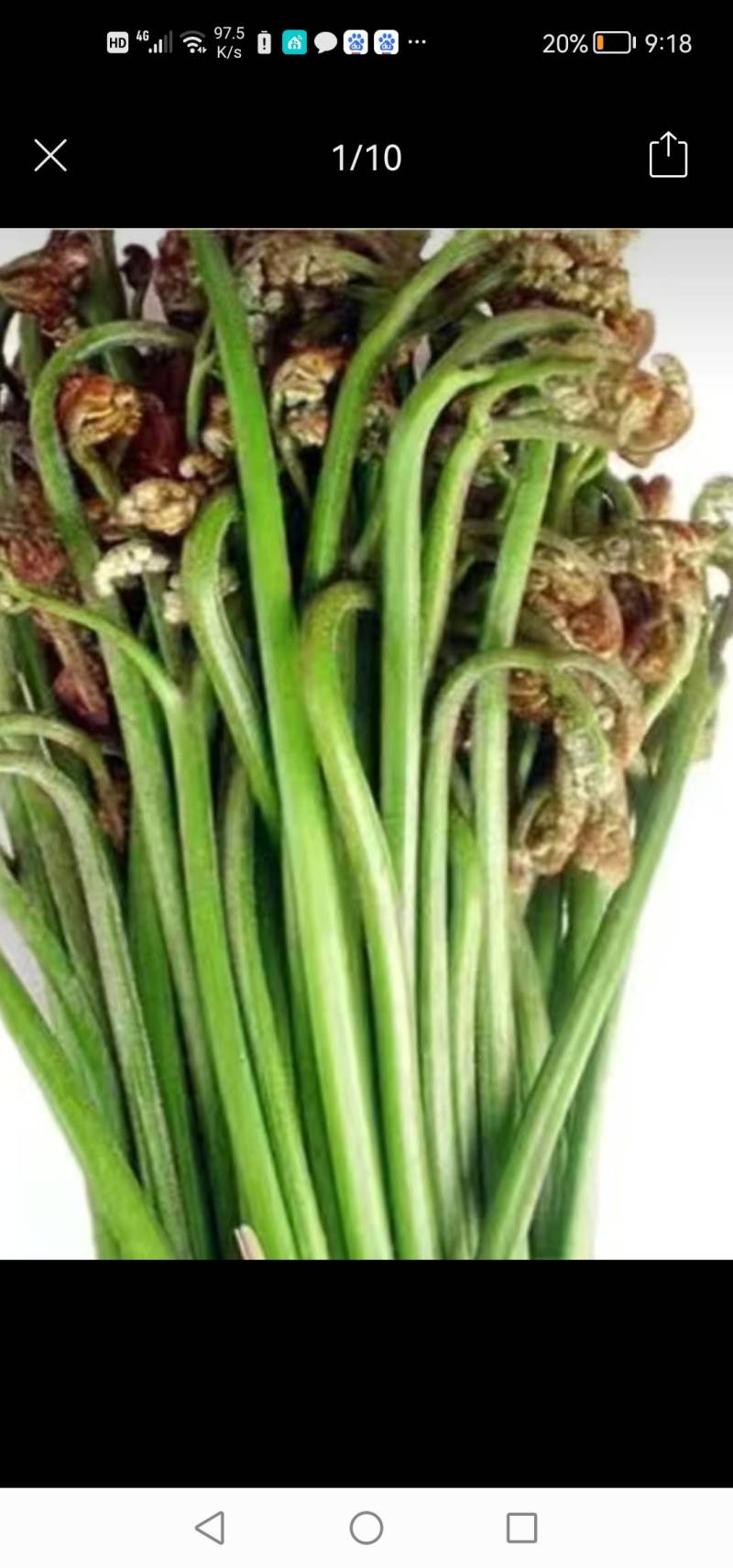 云南撅菜干