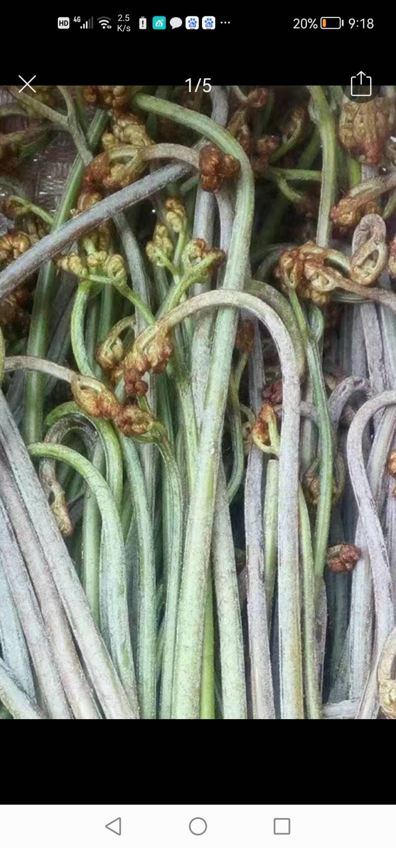 云南撅菜干