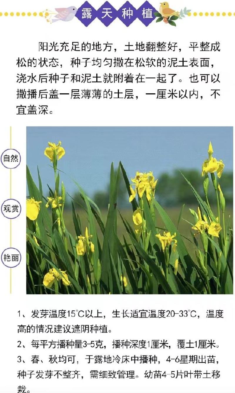 蓝花鸢尾种子蝴蝶兰种子多年生宿根耐湿耐荫湿地绿化公园庭院