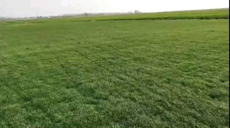 百幕大混播果岭草基地直供量大优惠货源充足来电咨询
