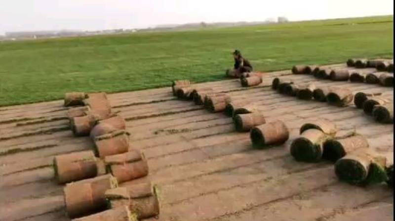 百幕大混播果岭草基地直供量大优惠货源充足来电咨询