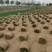 百幕大混播果岭草基地直供量大优惠货源充足来电咨询