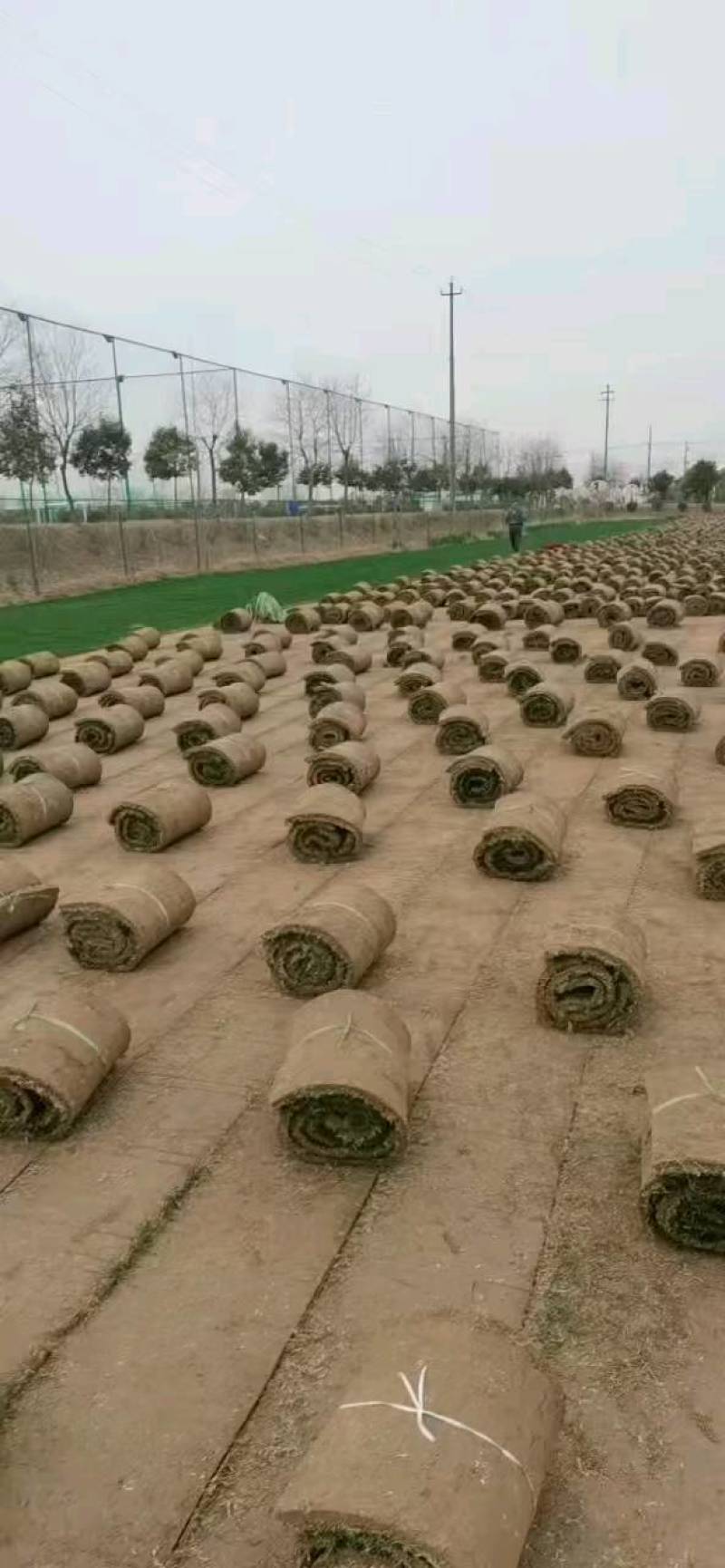 百幕大混播果岭草基地直供量大优惠货源充足来电咨询