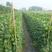 阳光玫瑰葡萄产地直发根系发达成活率高提供技术指导