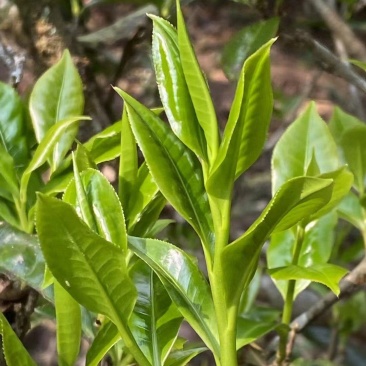 你好老板我手里有，古树茶，手工茶，混擦茶茶源是勐库