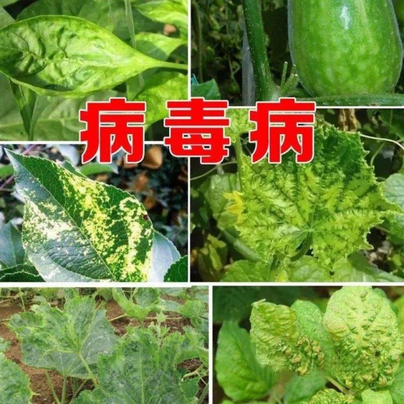 1%香菇多糖西瓜番茄黄瓜辣椒蔬菜花叶病病毒病杀菌剂