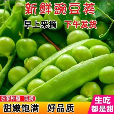 新鲜豌豆荚青豌豆角甜豌豆长寿仁豌豆中豌6号豌豆