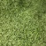 新鲜豌豆荚青豌豆角甜豌豆长寿仁豌豆中豌6号豌豆
