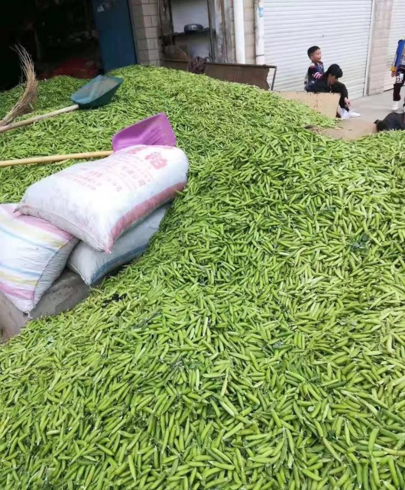 新鲜豌豆荚青豌豆角甜豌豆长寿仁豌豆中豌6号豌豆