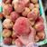 晚湖景桃树苗，成熟期7月中下旬，风味特佳，桃肉细滑，浓甜