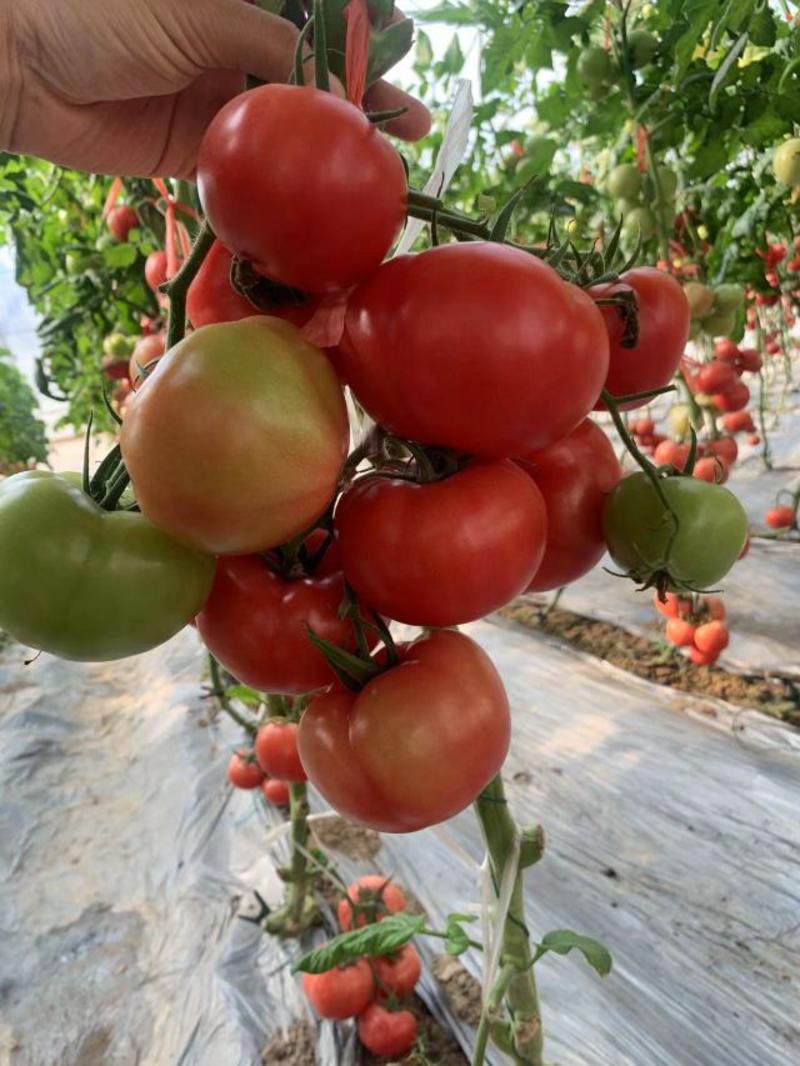 中番六号硬粉番茄种子深粉红西红柿种子耐裂果抗病无限生长型