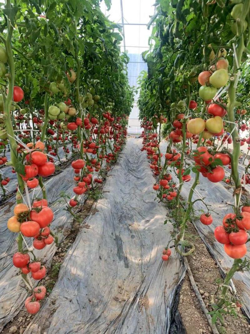中番六号硬粉番茄种子深粉红西红柿种子耐裂果抗病无限生长型