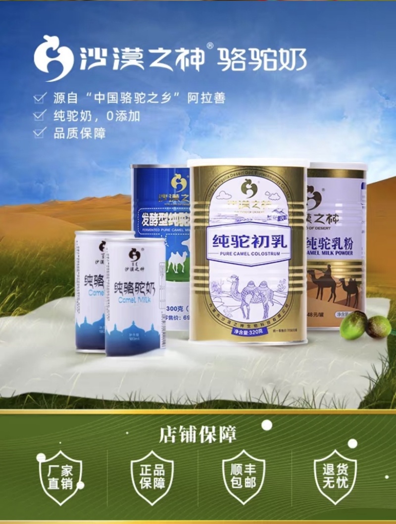 内蒙古阿拉善沙漠之神纯驼初选大量上市货源充足