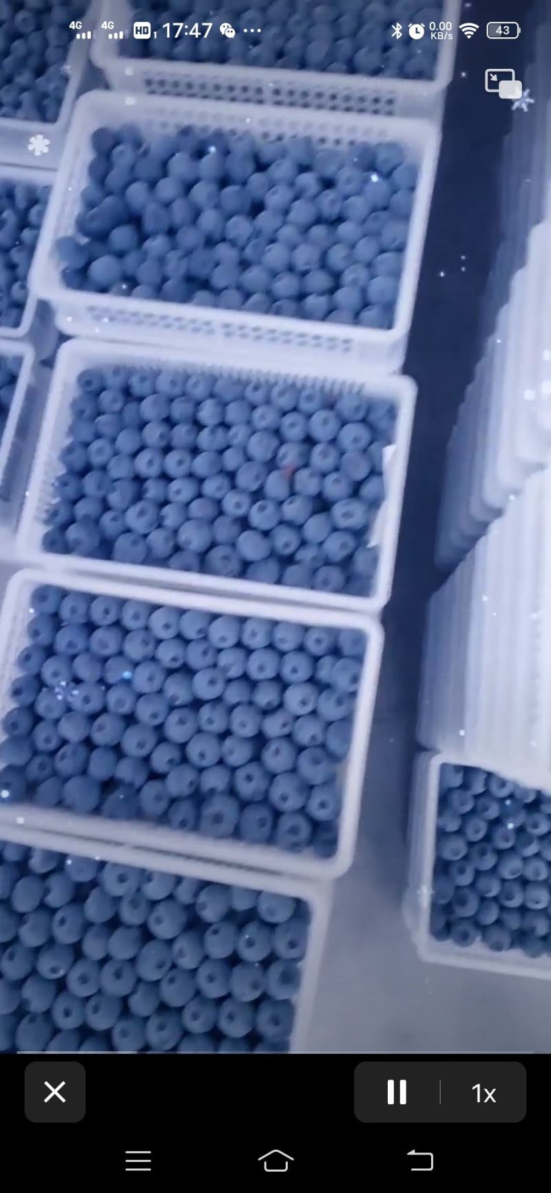 蓝莓批量上市