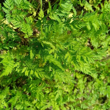 窃衣草，鹤虱，水防风，野芹菜