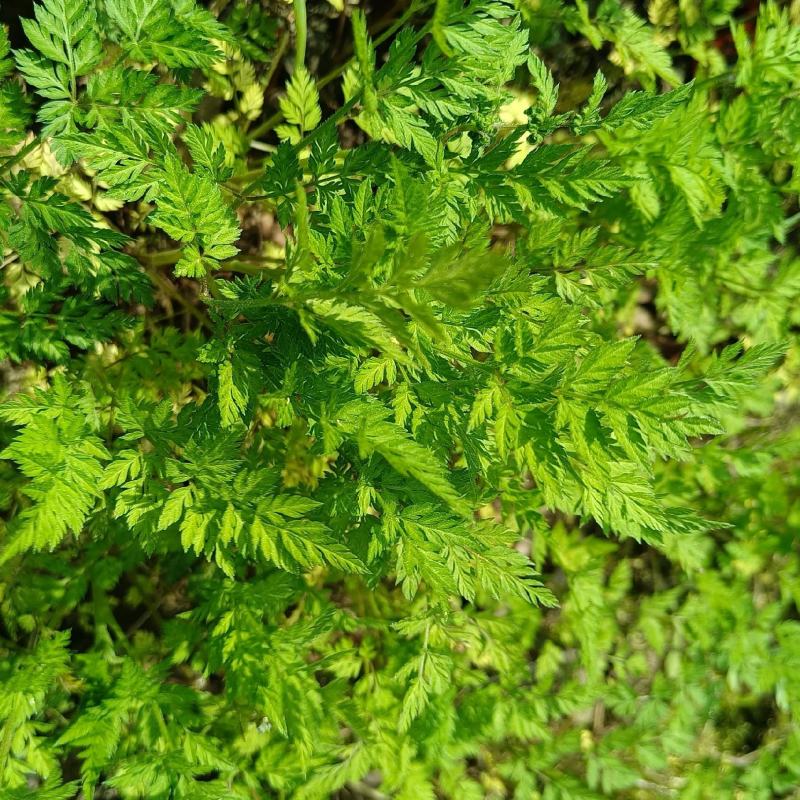 窃衣草，鹤虱，水防风，野芹菜
