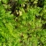 窃衣草，鹤虱，水防风，野芹菜