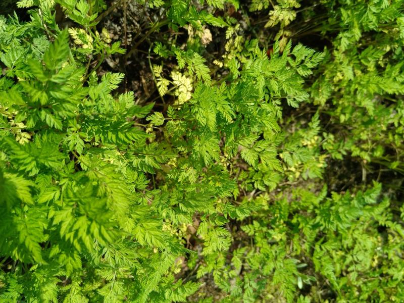 窃衣草，鹤虱，水防风，野芹菜