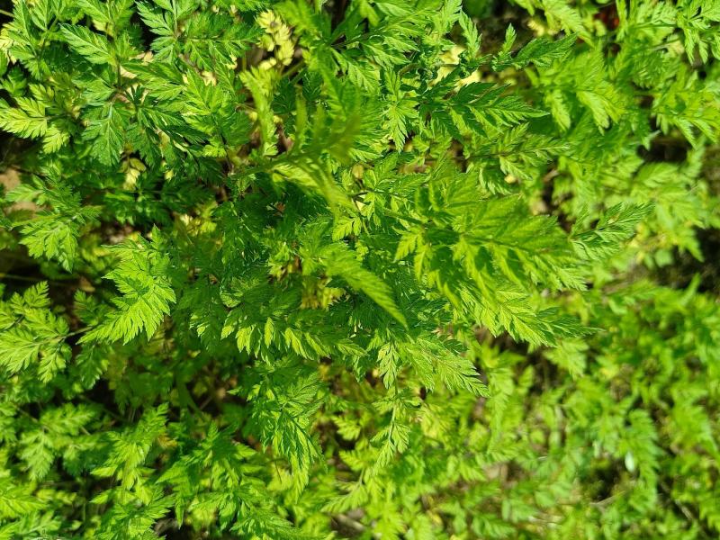 窃衣草，鹤虱，水防风，野芹菜
