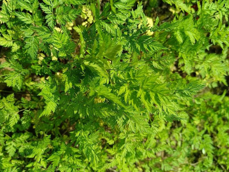 窃衣草，鹤虱，水防风，野芹菜