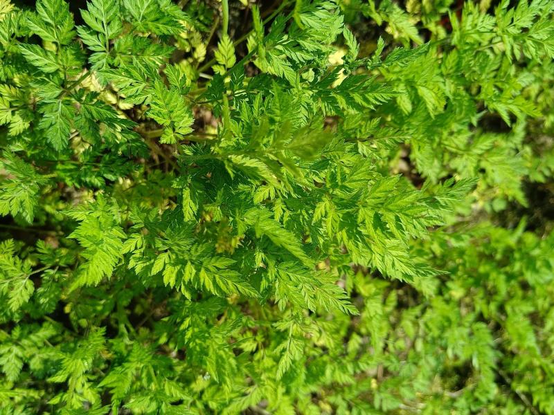 窃衣草，鹤虱，水防风，野芹菜