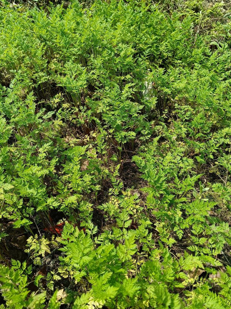 窃衣草，鹤虱，水防风，野芹菜