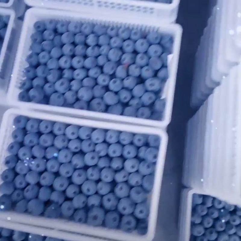 蓝莓批量上市
