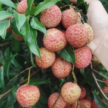 【产地货源】桂味荔枝大量供应,批发市场电商商超,社区团购