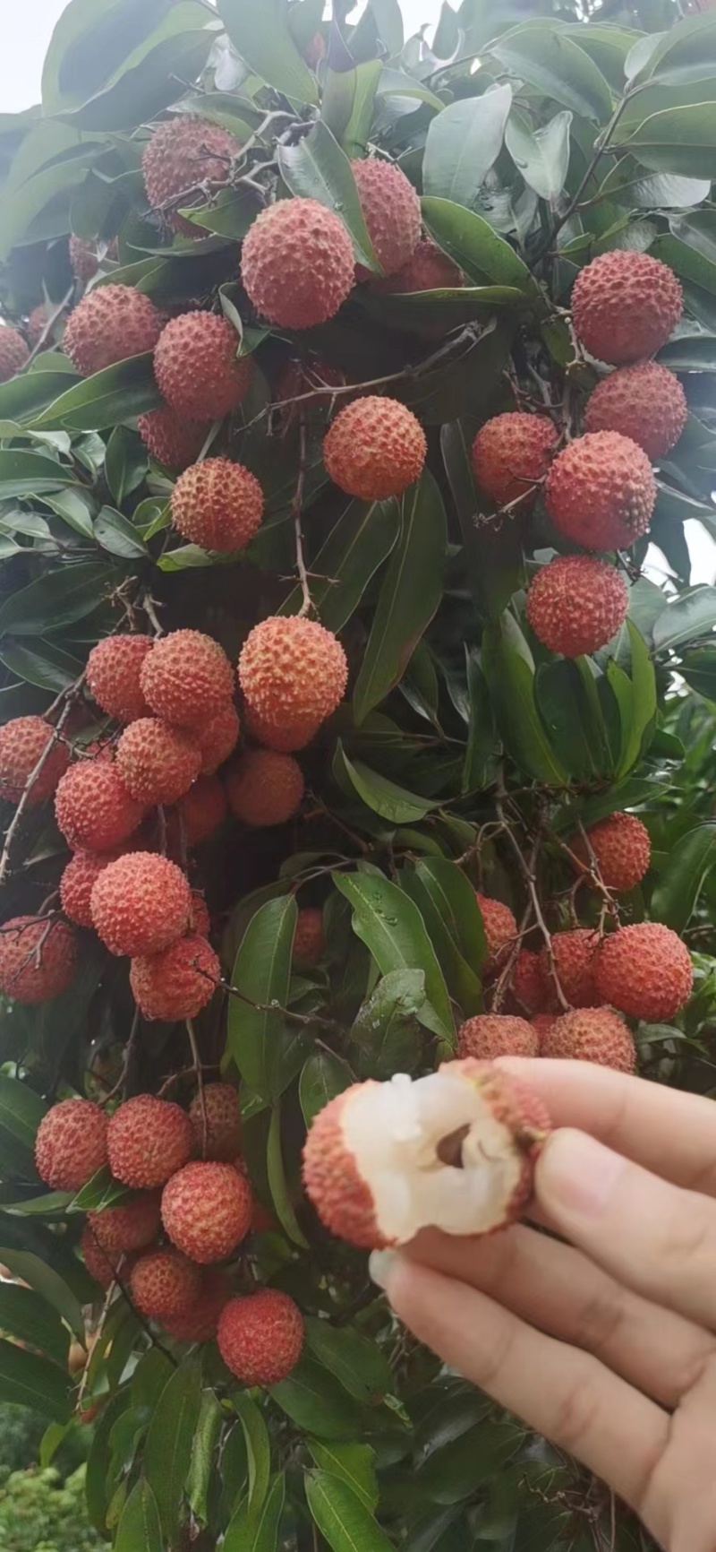 【产地货源】桂味荔枝大量供应，批发市场电商商超，社区团购