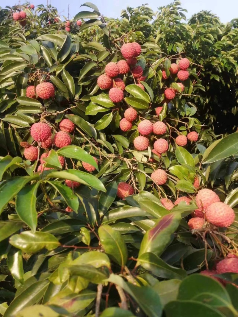 【产地货源】桂味荔枝大量供应，批发市场电商商超，社区团购