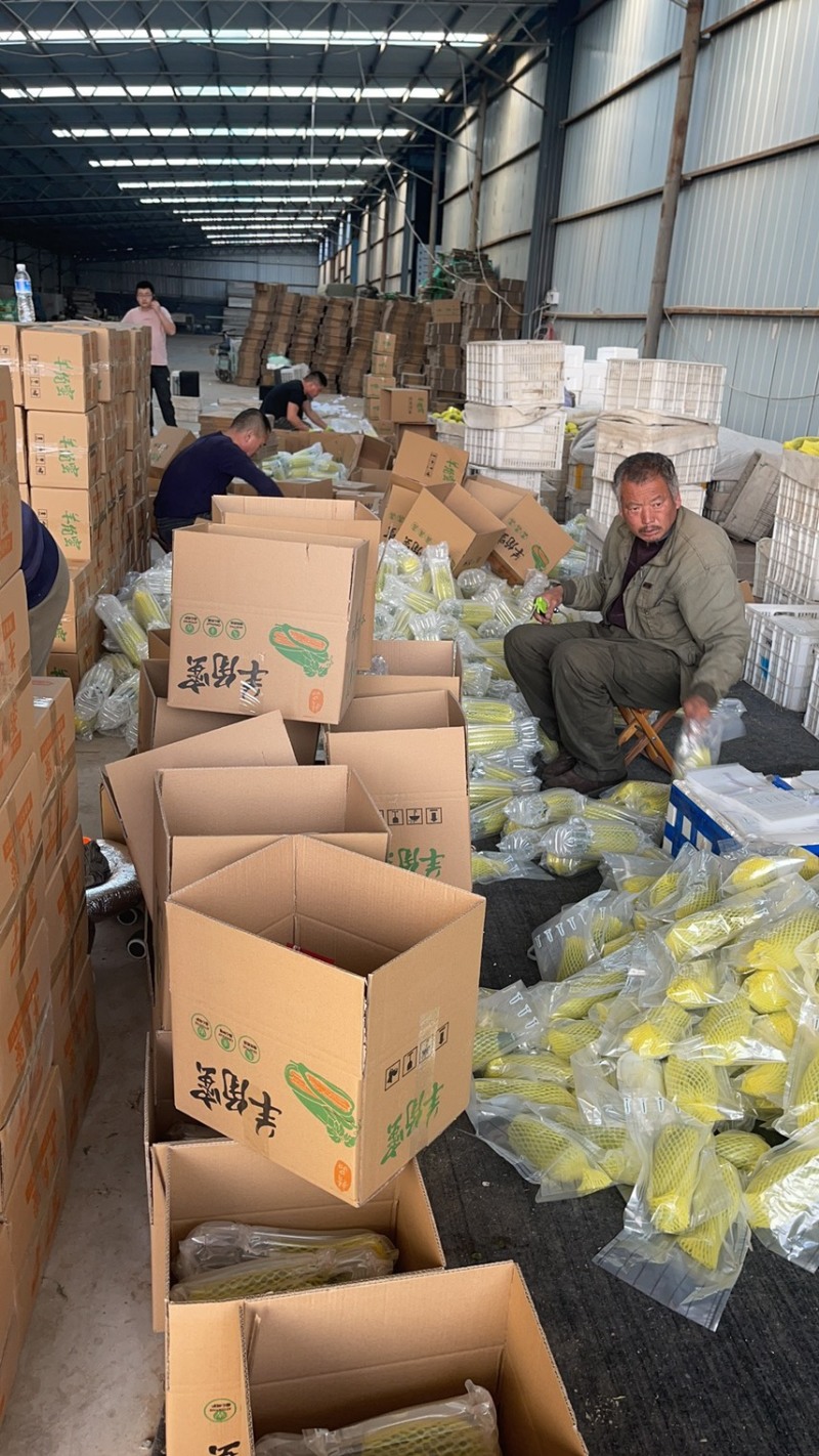羊角蜜甜瓜社区团购落地配商超市场平台对接一件代发大量现货