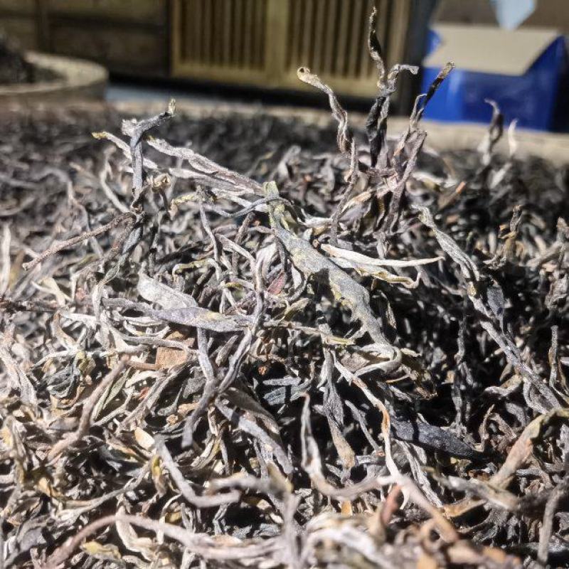 滑竹梁子百年古树生茶