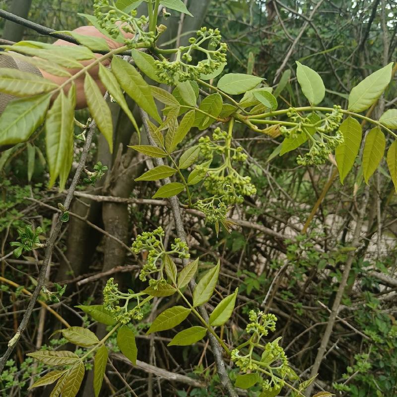 苦木黄楝瓣树、山熊胆、熊胆树、苦胆树、黄楝树、苦力芽、进