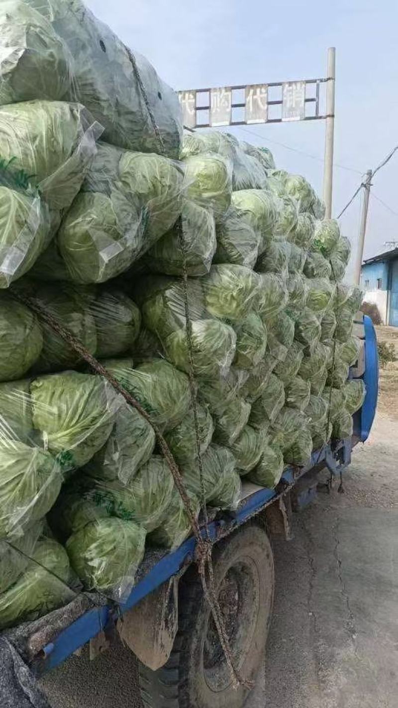 精品绿甘蓝万亩基地实力代办代发全国