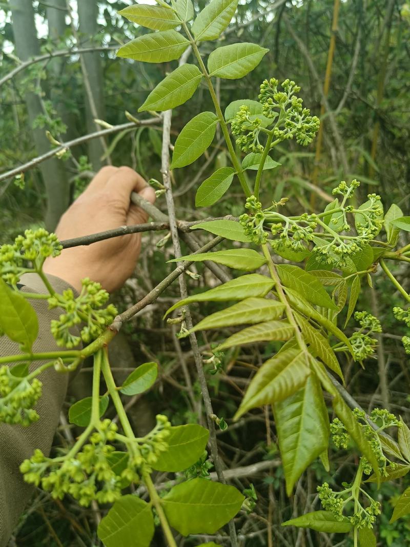 苦木黄楝瓣树、山熊胆、熊胆树、苦胆树、黄楝树、苦力芽、进