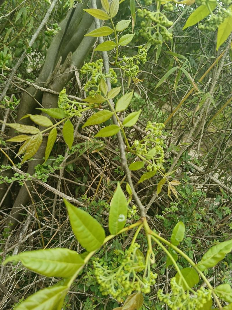 苦木黄楝瓣树、山熊胆、熊胆树、苦胆树、黄楝树、苦力芽、进