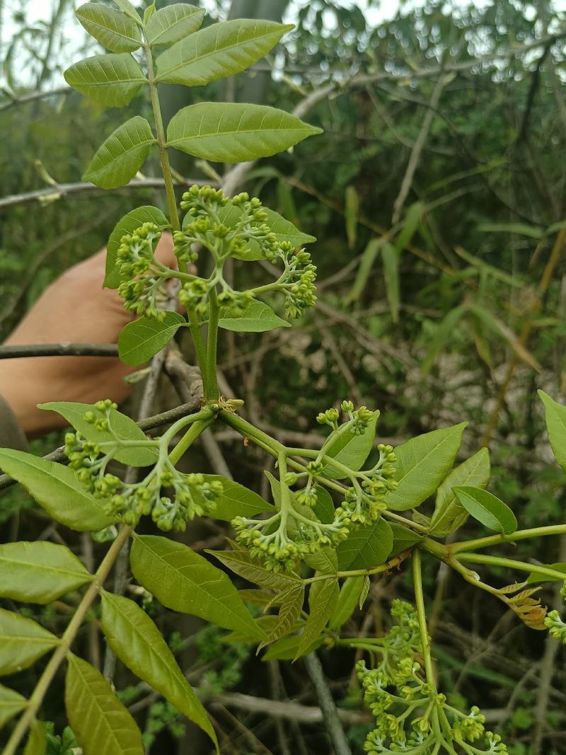 苦木黄楝瓣树、山熊胆、熊胆树、苦胆树、黄楝树、苦力芽、进