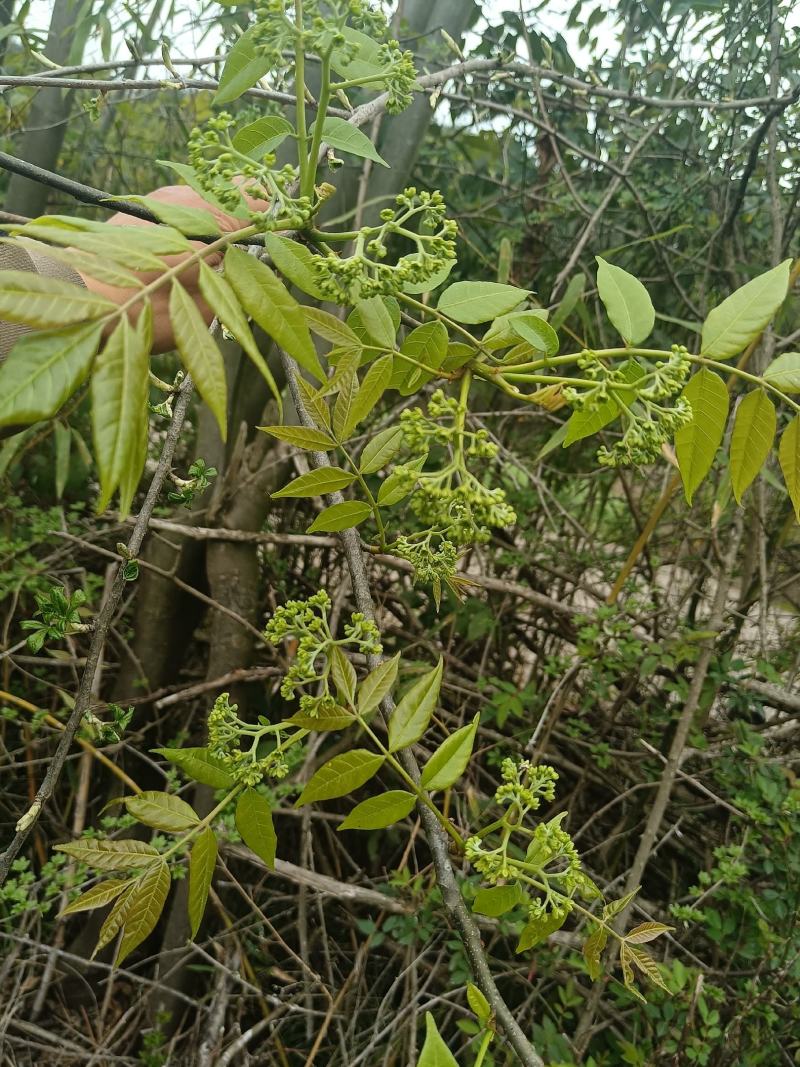 苦木黄楝瓣树、山熊胆、熊胆树、苦胆树、黄楝树、苦力芽、进