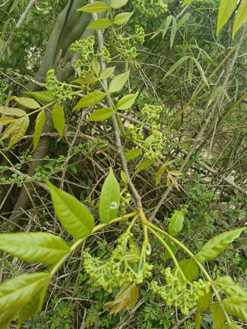 苦木黄楝瓣树、山熊胆、熊胆树、苦胆树、黄楝树、苦力芽、进