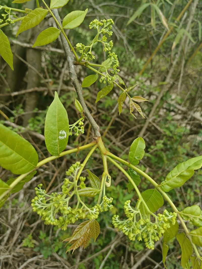 苦木黄楝瓣树、山熊胆、熊胆树、苦胆树、黄楝树、苦力芽、进