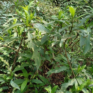小驳骨，小接骨、驳骨草、裹篱樵