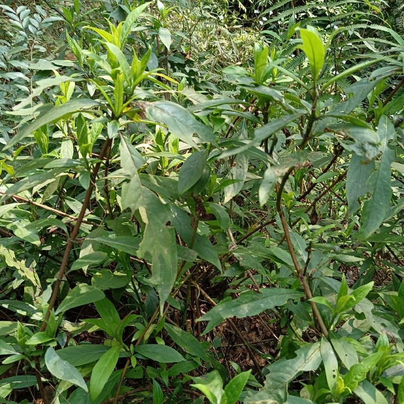 小驳骨，小接骨、驳骨草、裹篱樵