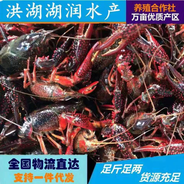【大红】鲜活小龙虾一手货源大量批发品质好规格硬